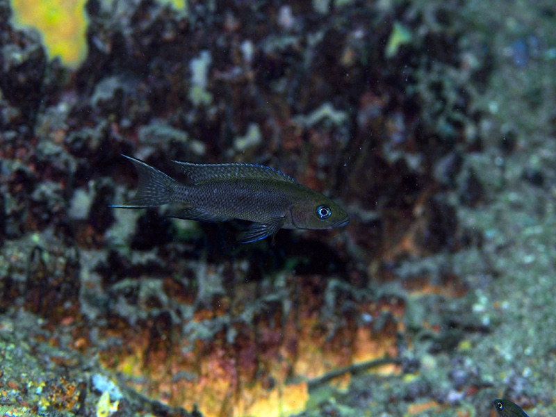Neolamprologus sp. 'cygnus' Katondo Point